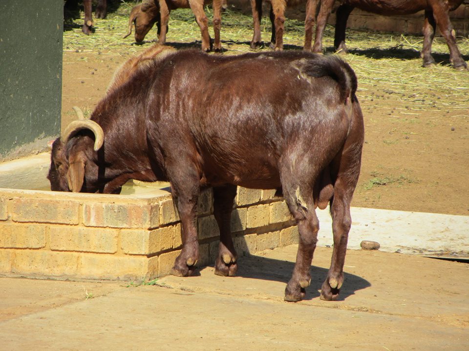 Kalahari Red Goat