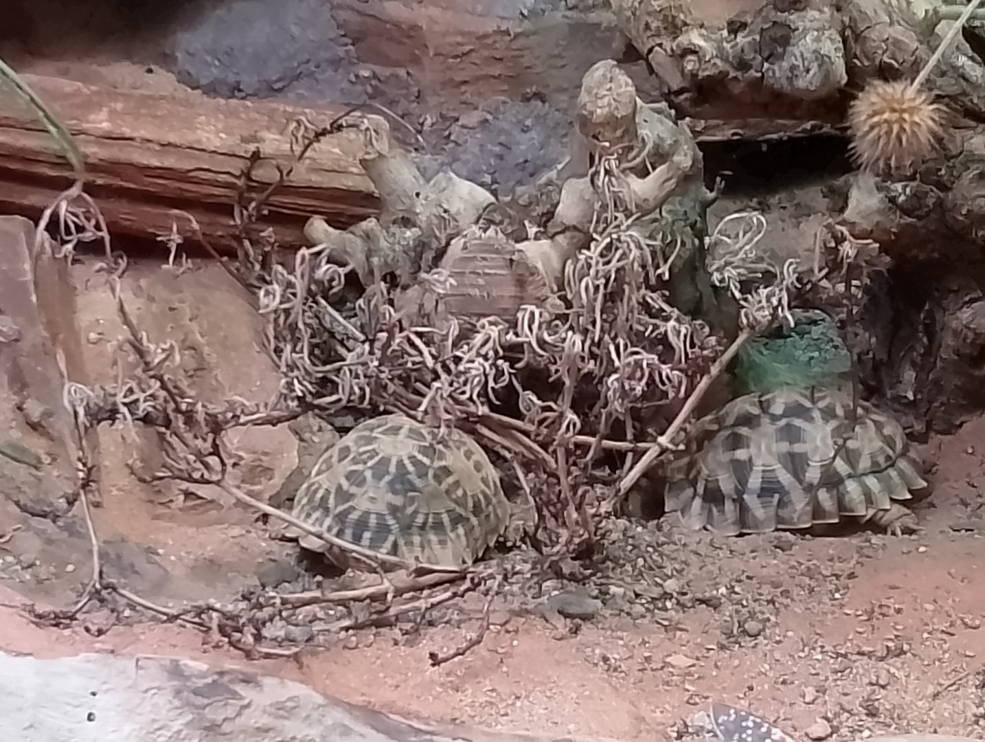 Kalahari serrated tortoises