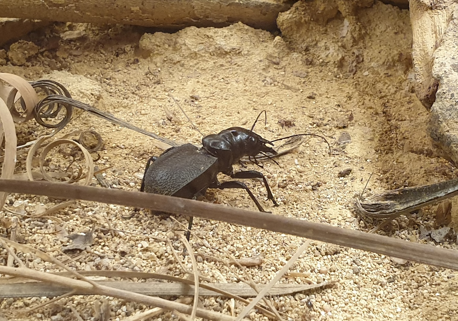 Kalahari tiger-beetle - Manticora scabra