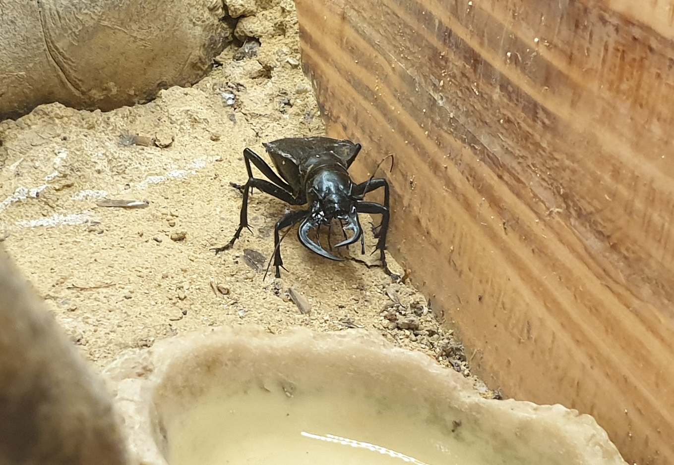 Kalahari tiger-beetle - Manticora scabra