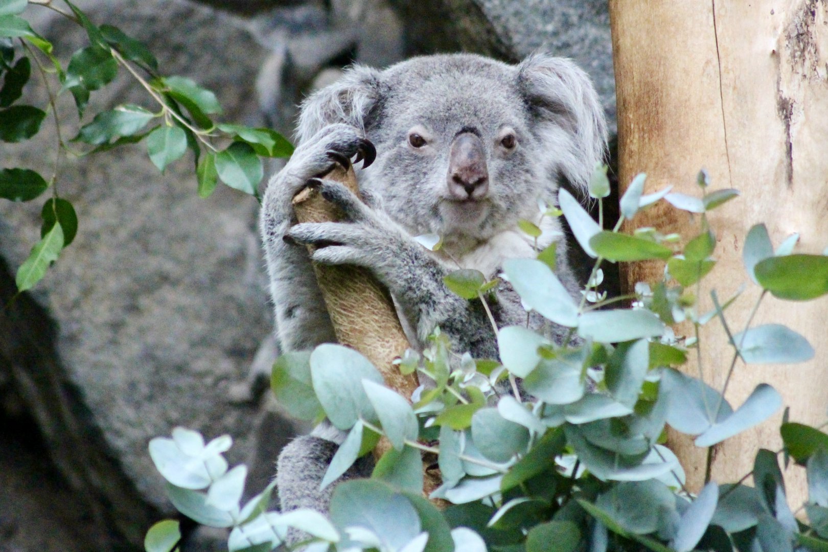 Kalari, koala (Phascolarctos cinereus) - August 2025