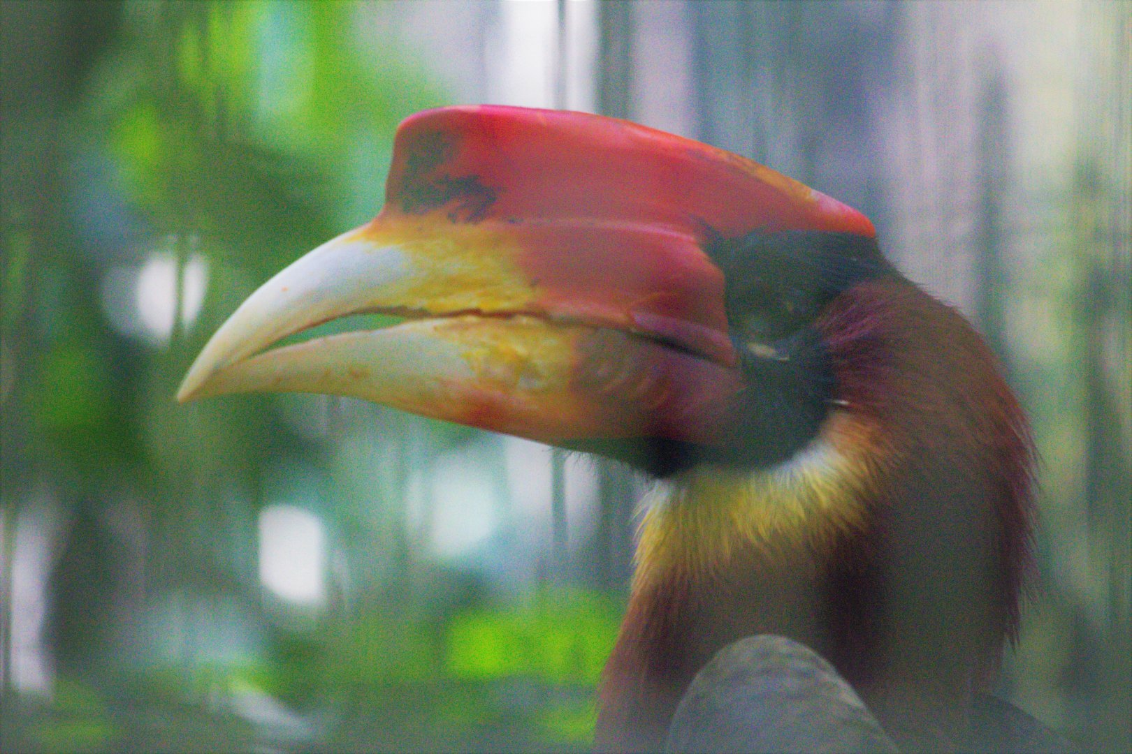 'Kalaw' / Mindanao rufous hornbill