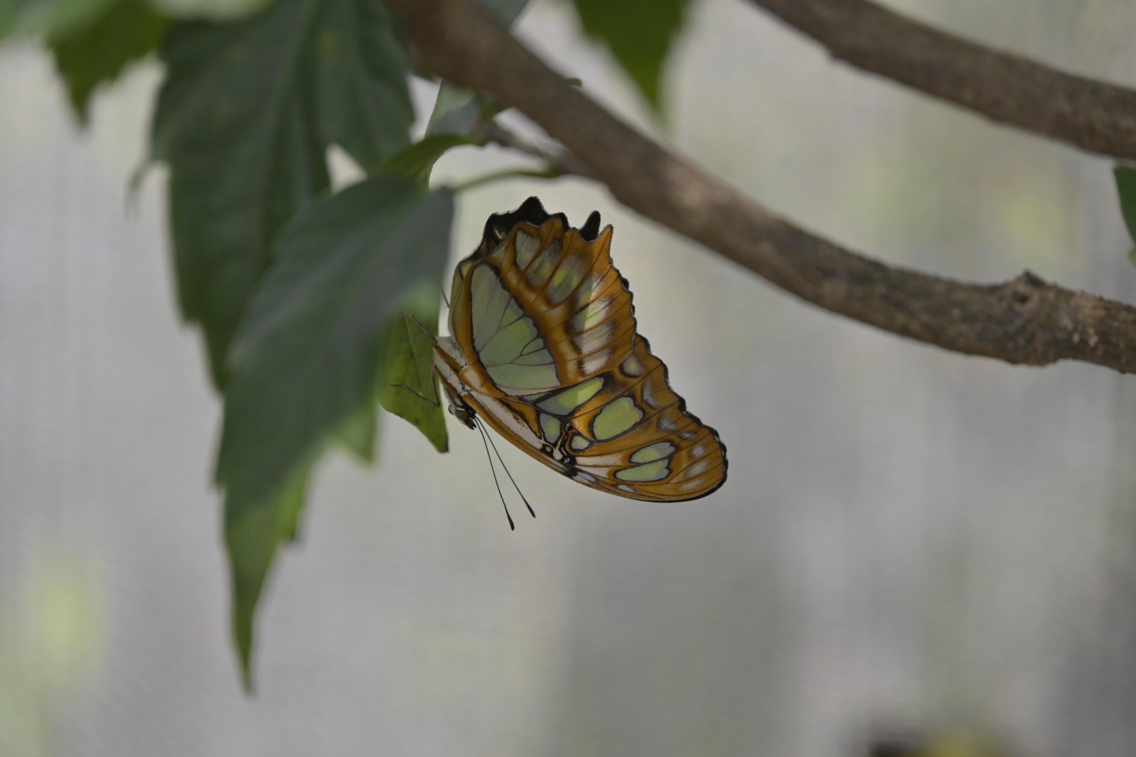 Kaleidoscope Butterfly Garden - Malachite (Siproeta stelenes)