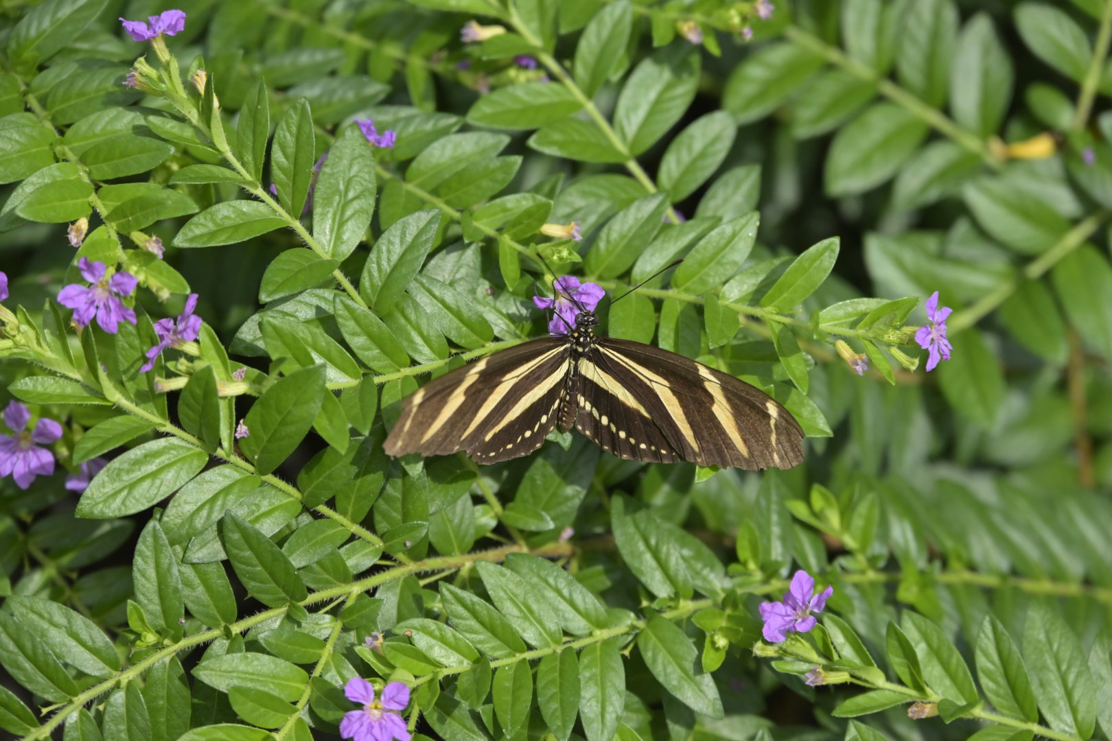Kaleidoscope Butterfly Garden - Zebra Longwing (Heliconius charithonia)