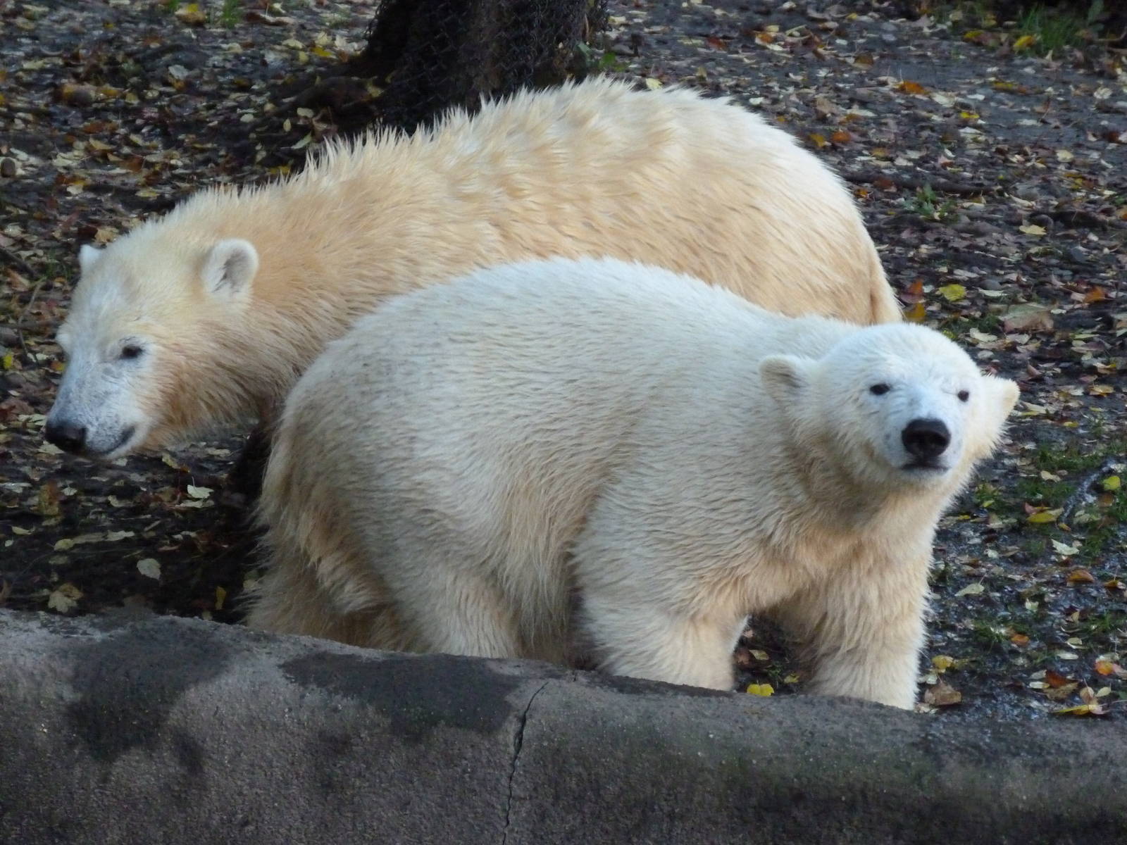 Kali (Back) & Luna (Front)