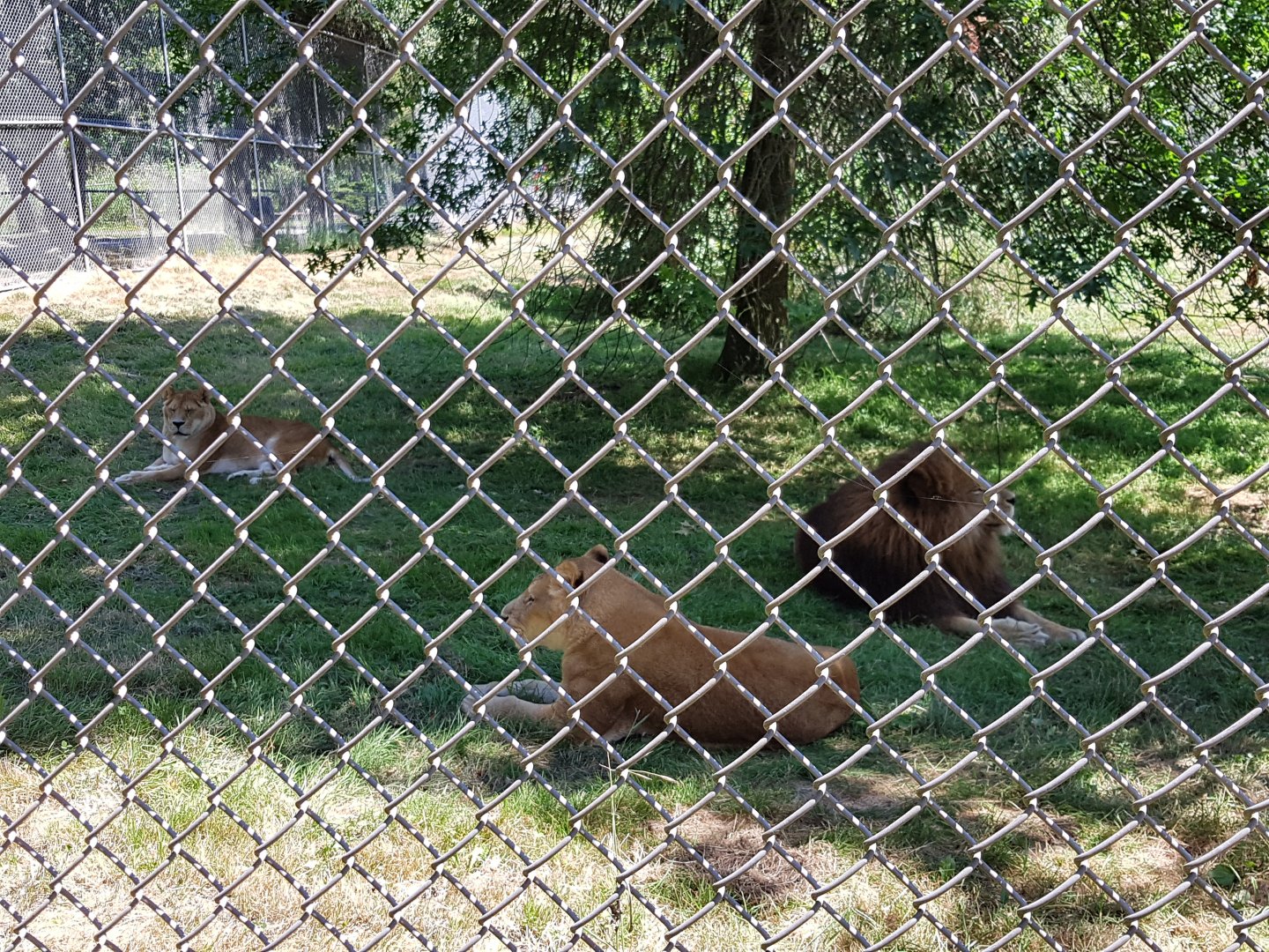 Kali, Mali, Boomer - African Lions