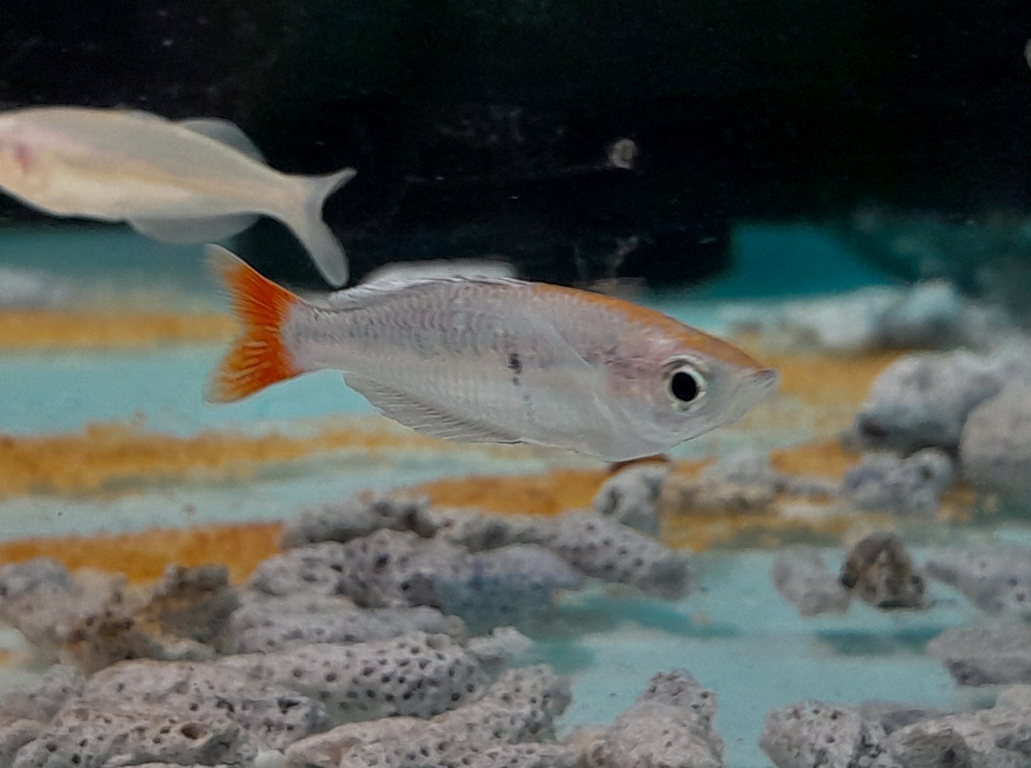 Kali Tawa Dwarf Rainbowfish (Melanotaenia sp. Kali Tawa)