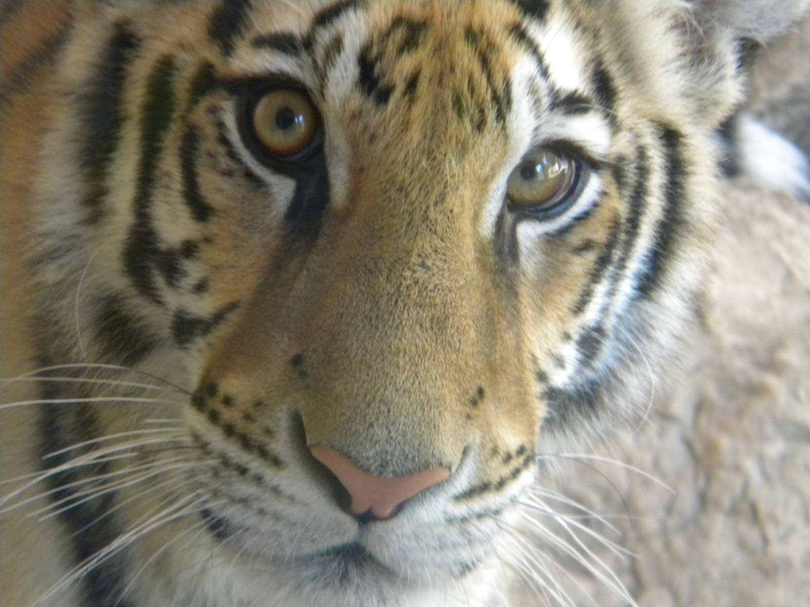 Kali the Bengal Tiger at Terra Natura 29/07/11