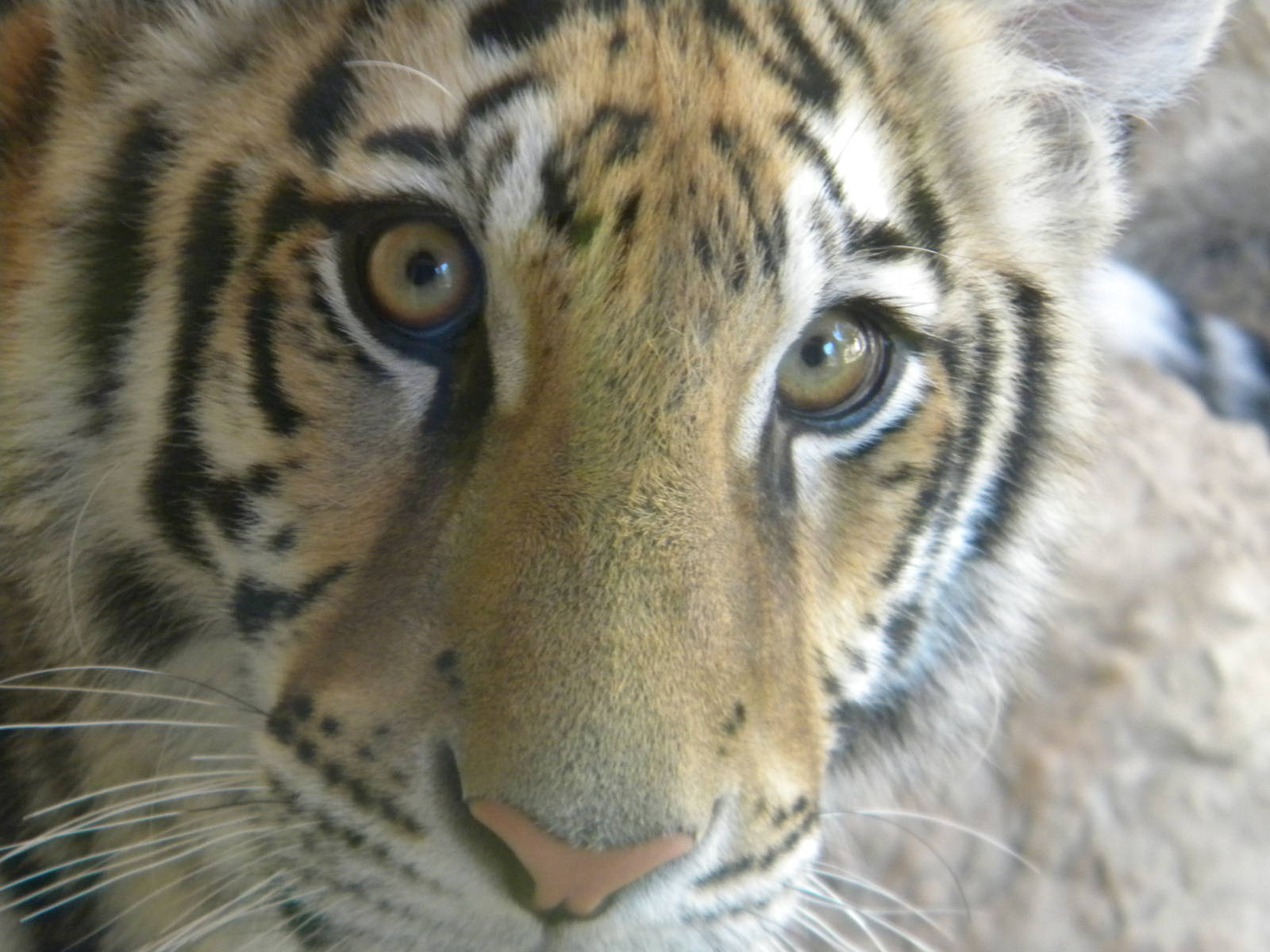 Kali the Bengal Tiger at Terra Natura 29/07/11