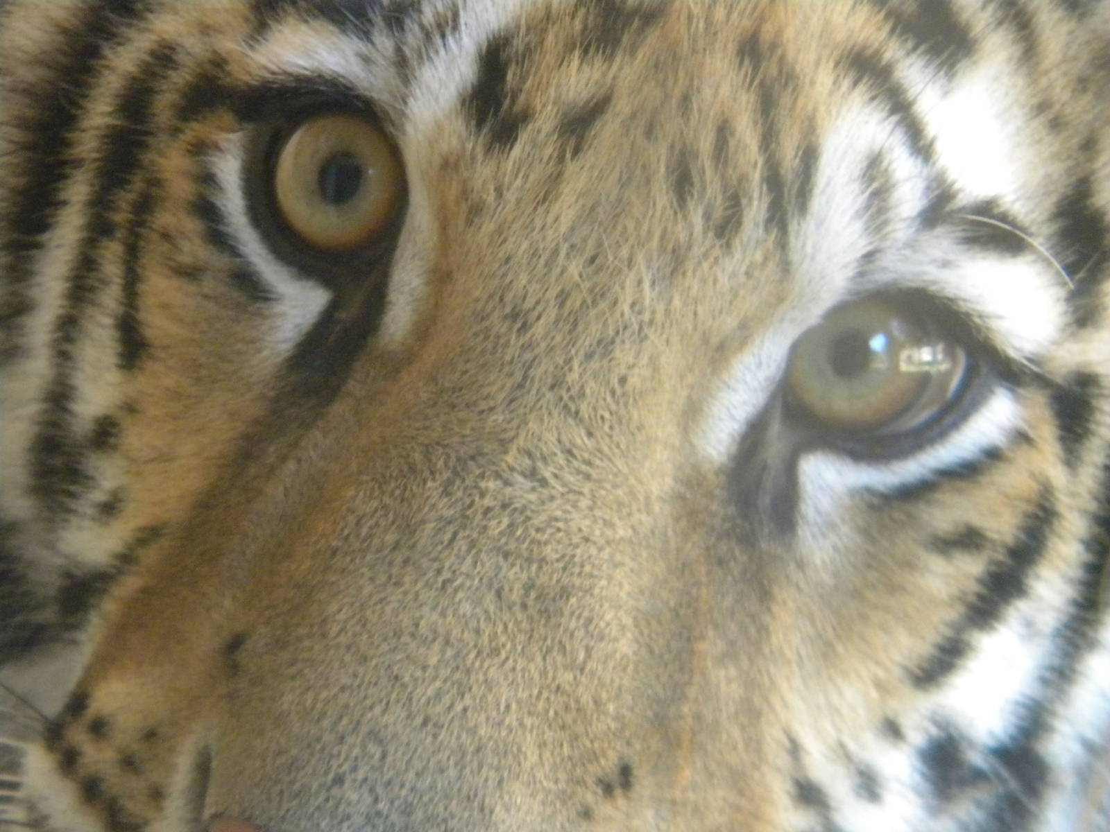 Kali the Bengal Tiger at Terra Natura 29/07/11