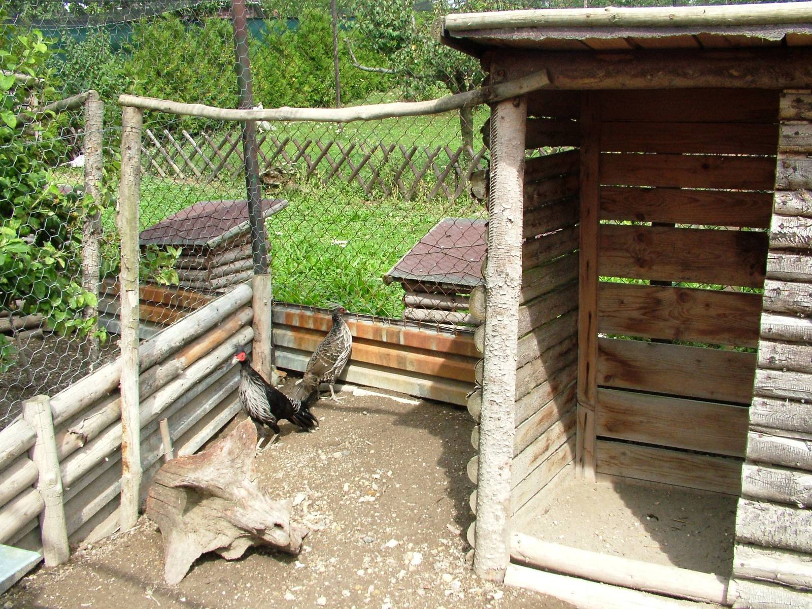 Kalij Aviary at Autocentrum Boura (Dymokury), 26/08/12