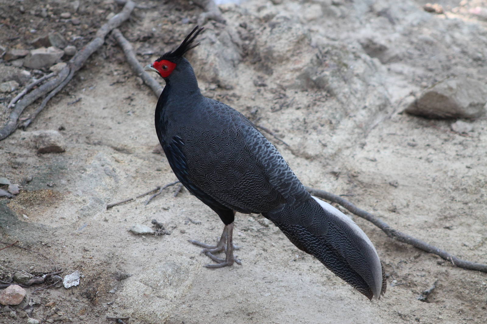 Kalij (Lophura leucomelanos)