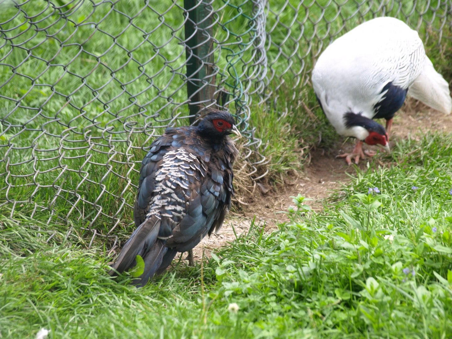 Kalij pheasant and Silver pheasant - Lalazar Wildlife Park 2017