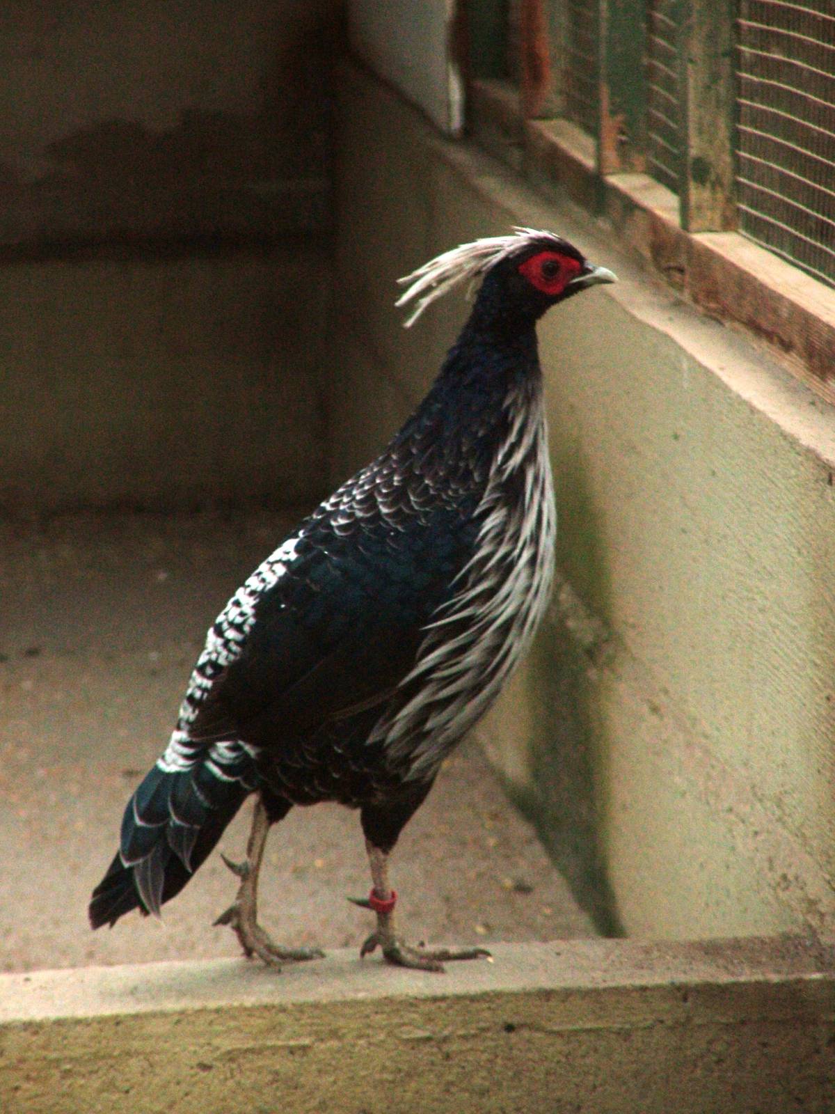 Kalij Pheasant at Vogelpark Biebesheim, 05/09/2010