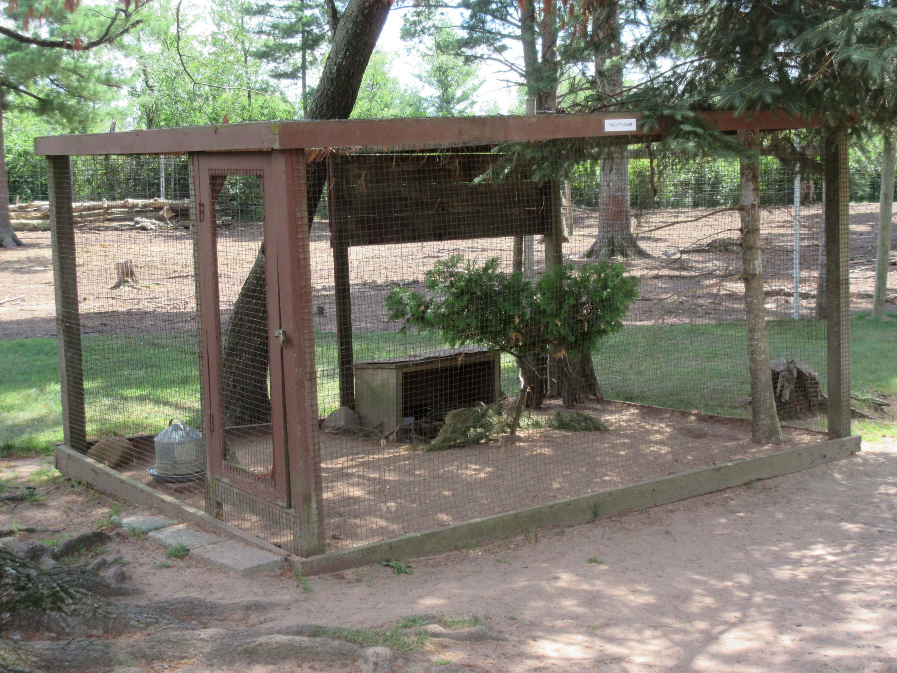 Kalij Pheasant Exhibit