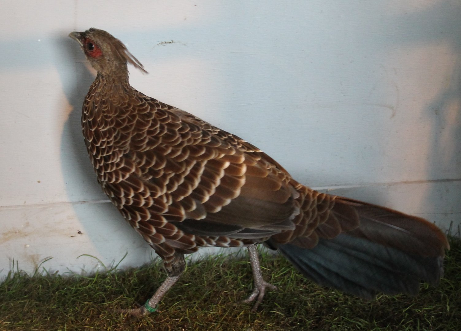 Kalij pheasant Female