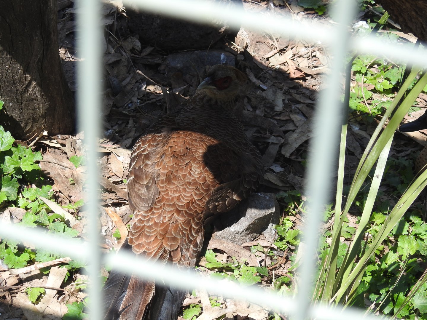Kalij Pheasant (female)
