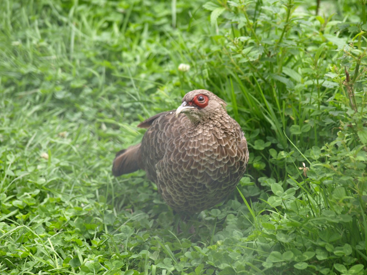 Kalij pheasant - Lalazar Wildlife Park 2017