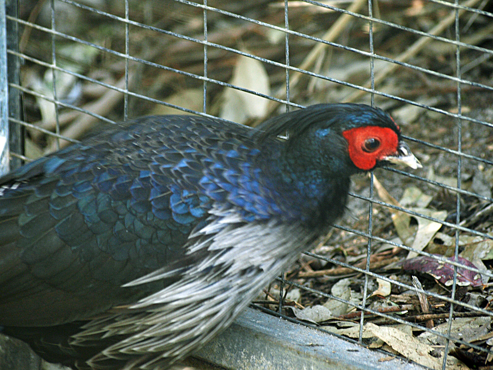Kalij pheasant (Lophura hamiltoni)