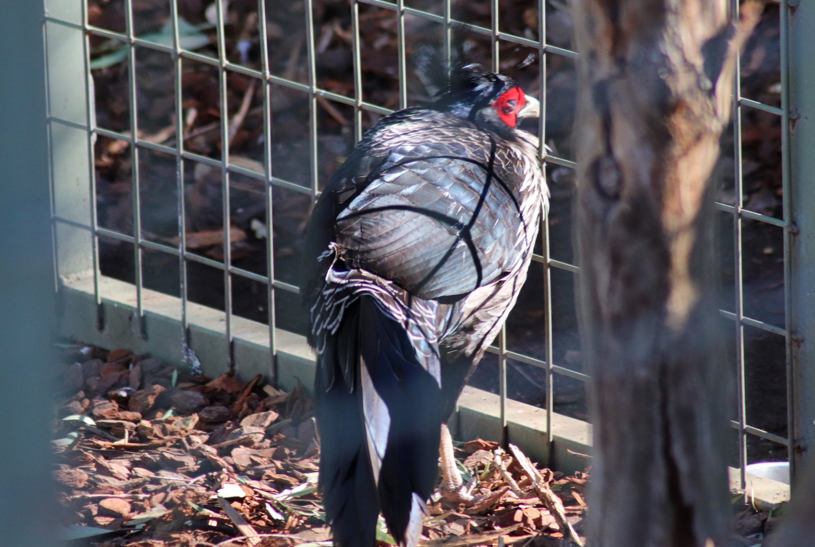 Kalij Pheasant (Lophura leucomelanos) - July 2020