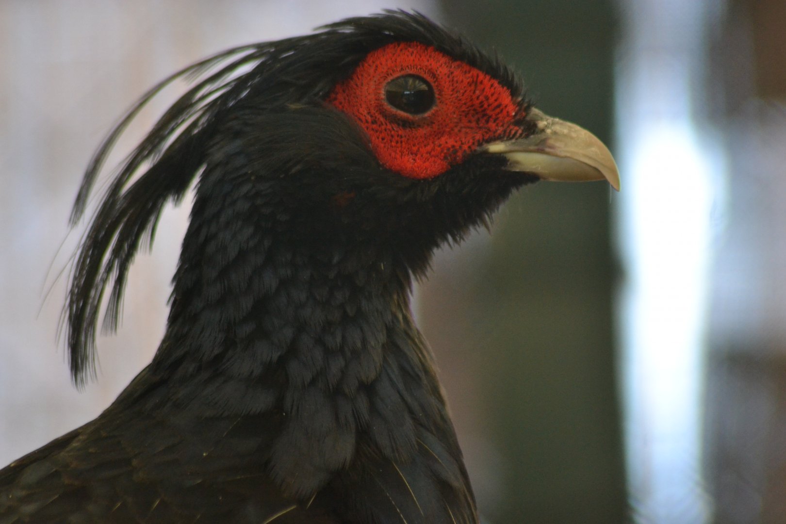 Kalij pheasant - Lophura leucomelanos leucomelanos