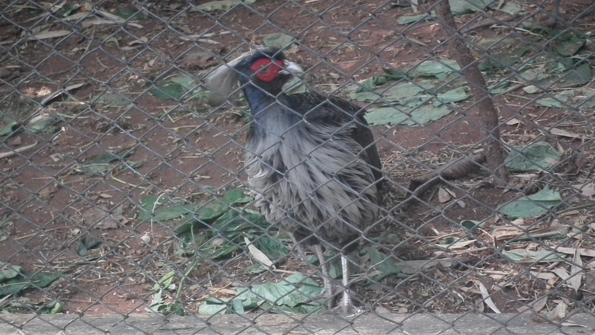 Kalij Pheasant (Lophura leucomelanos)