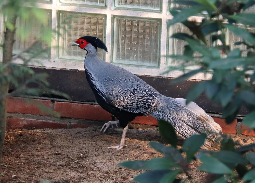 Kalij pheasant (Lophura leucomelanos)