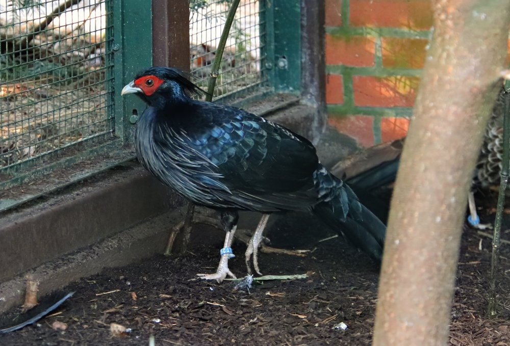 Kalij pheasant (Lophura leucomelanos)