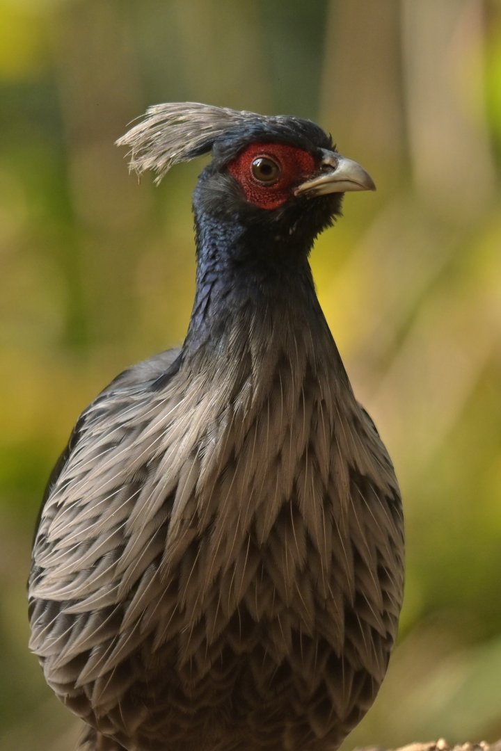 Kalij Pheasant Lophura leucomelanos