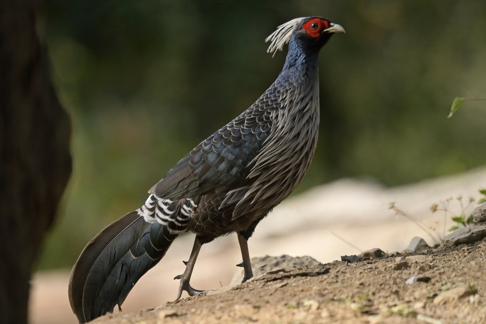 Kalij Pheasant Lophura leucomelanos