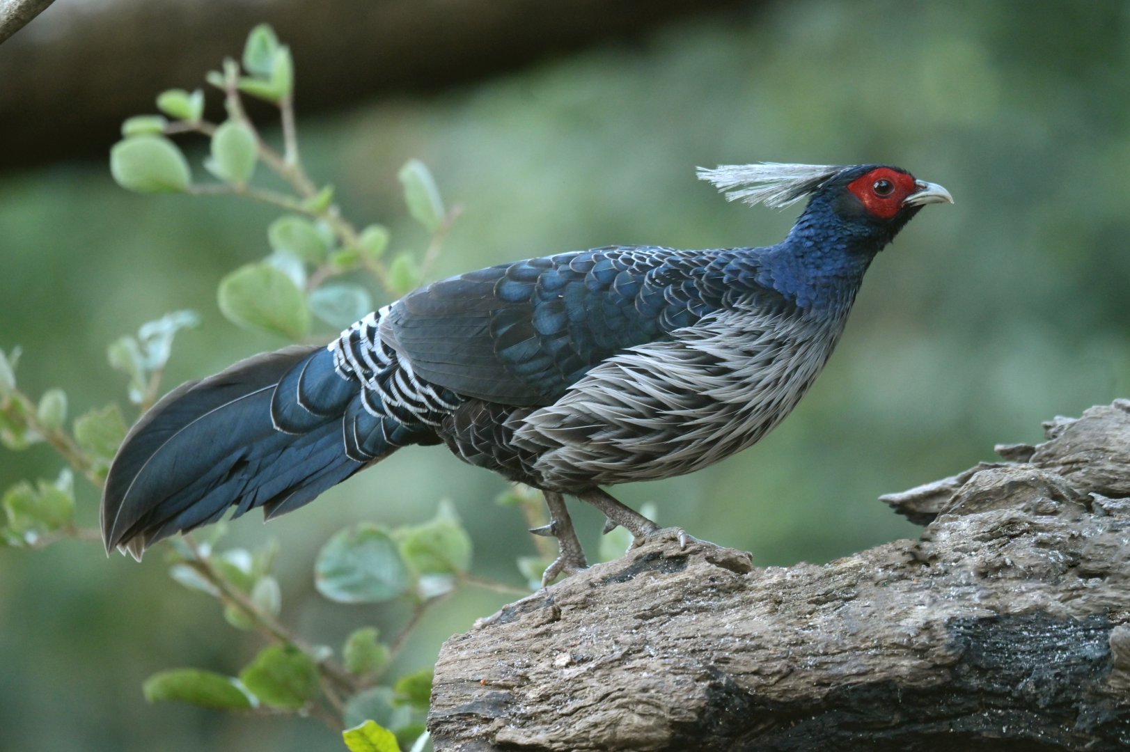 Kalij Pheasant Lophura leucomelanos