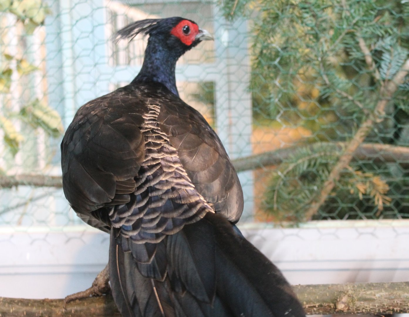 Kalij pheasant Male