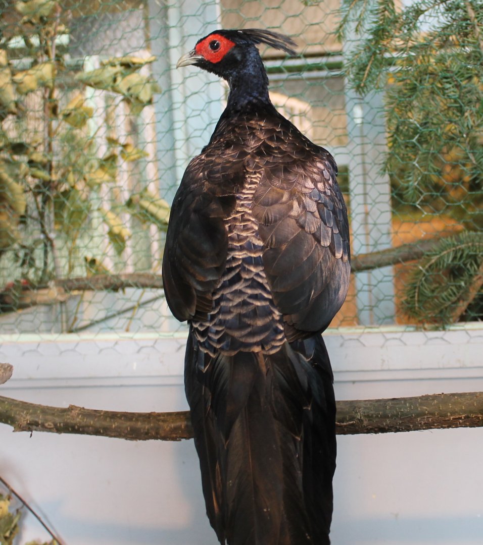 Kalij pheasant Male