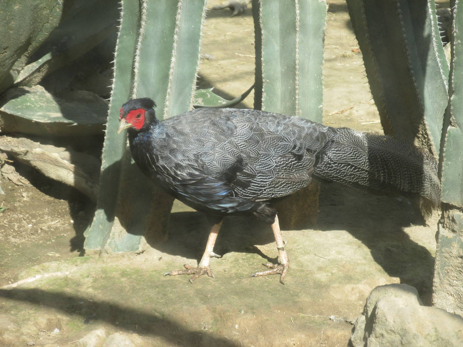 kalij pheasant - zoologico del altiplano