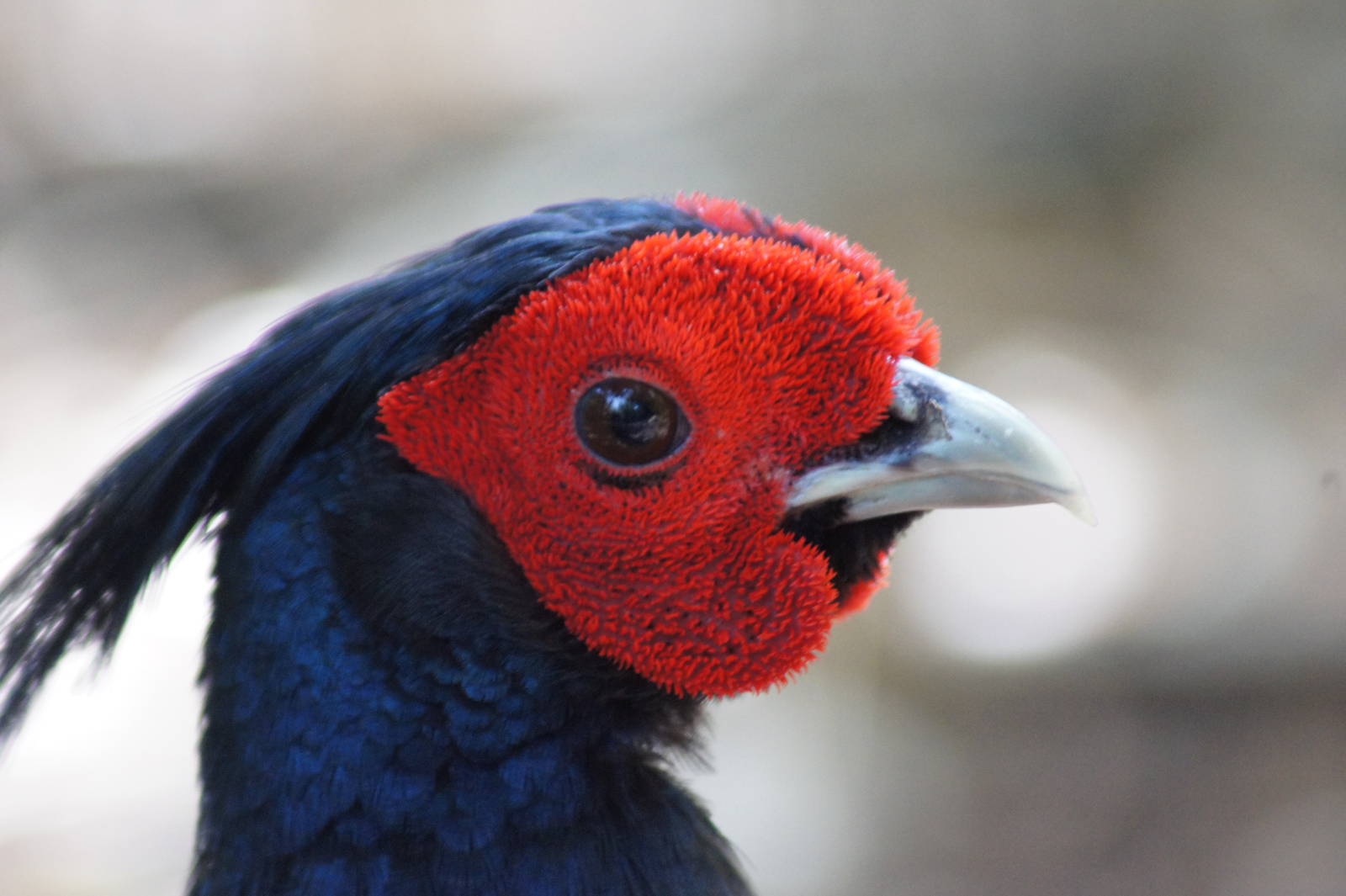 Kalij Pheasant