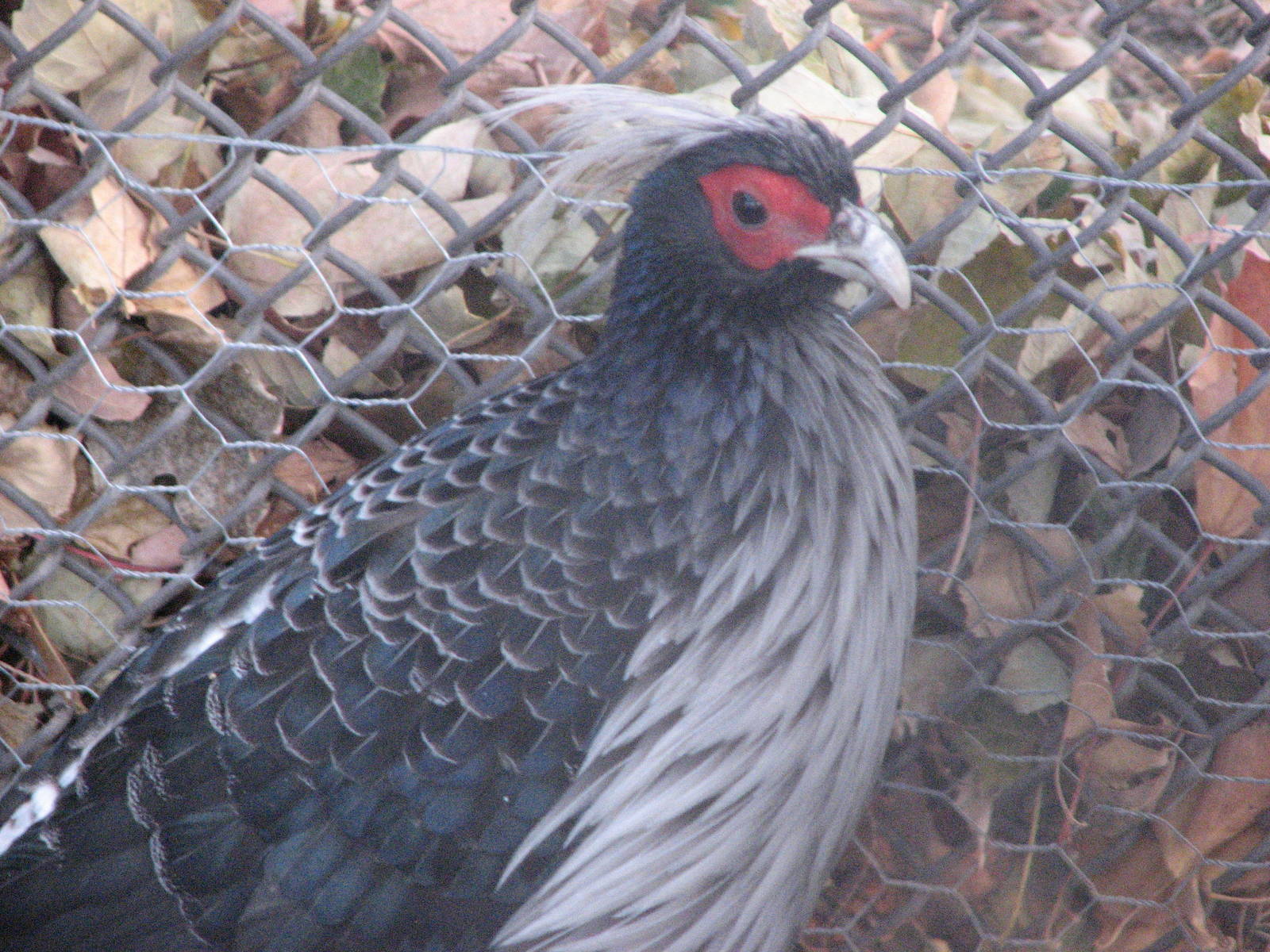 Kalij Pheasant