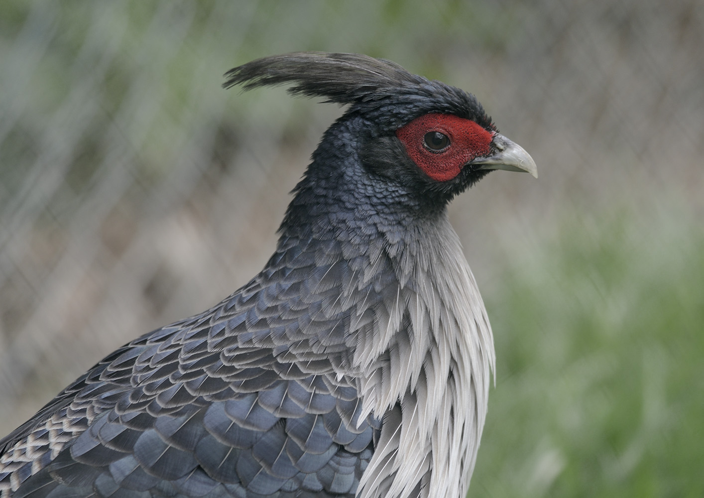 Kalij pheasant