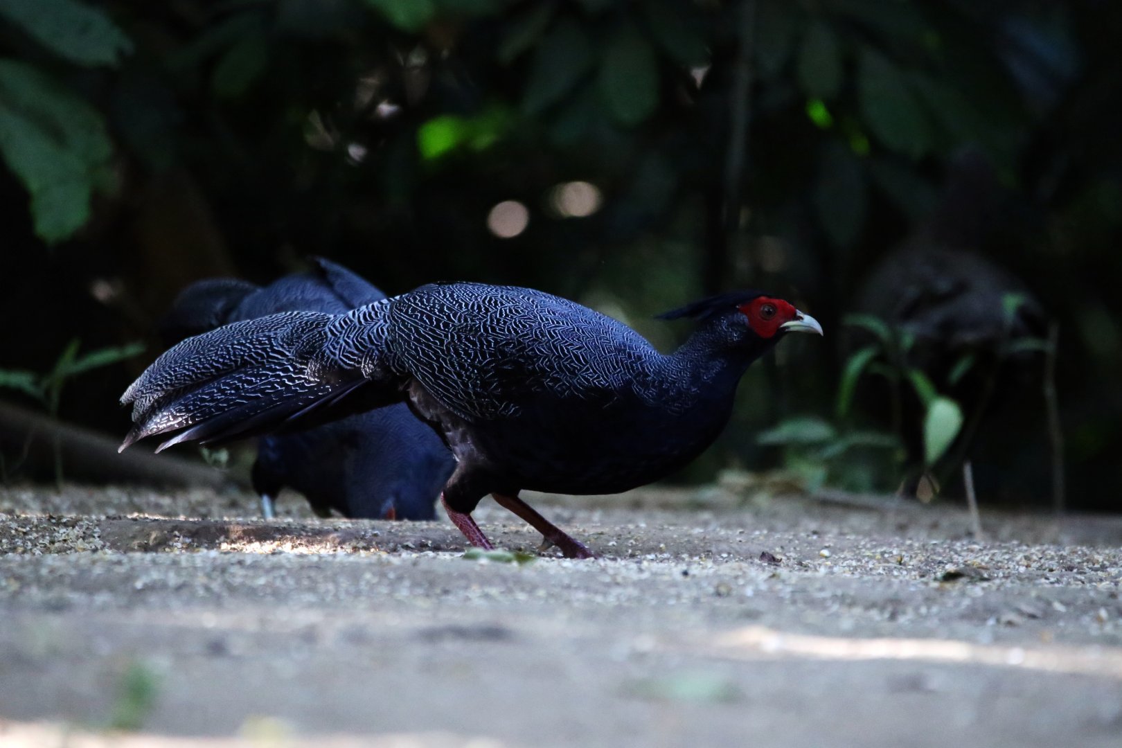 Kalij Pheasant