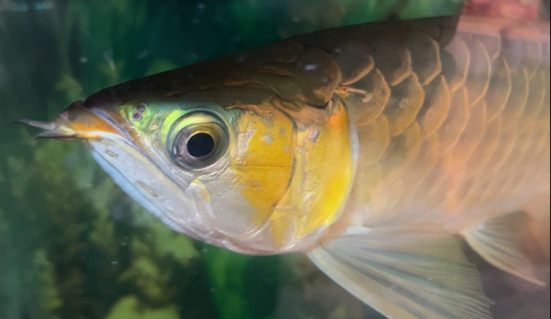 Kalimantan Red Arowana (Scleropages legendrei)