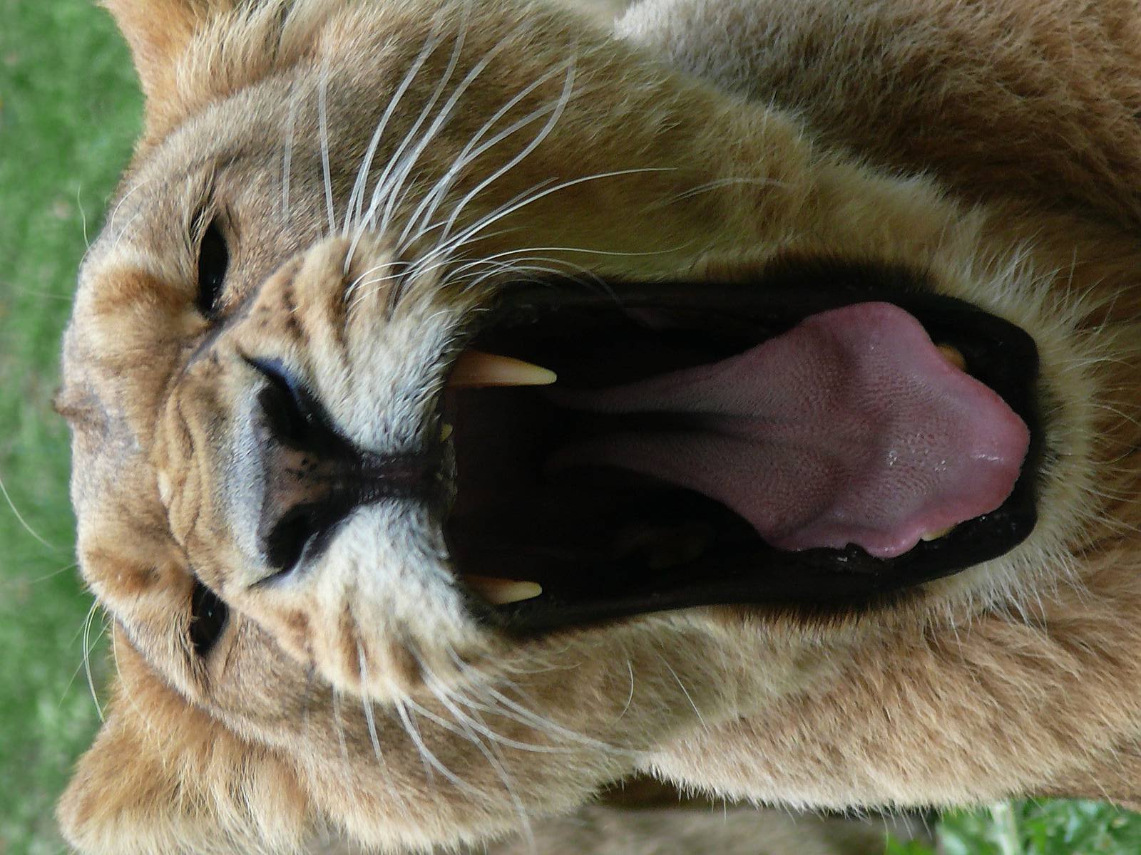 Kalindi, asian lion (Panthera leo persica)