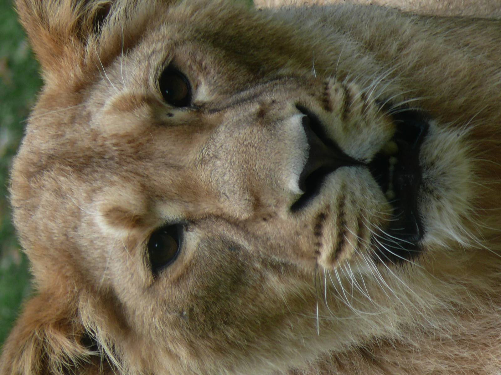 Kalindi, asian lion (Panthera leo persica)