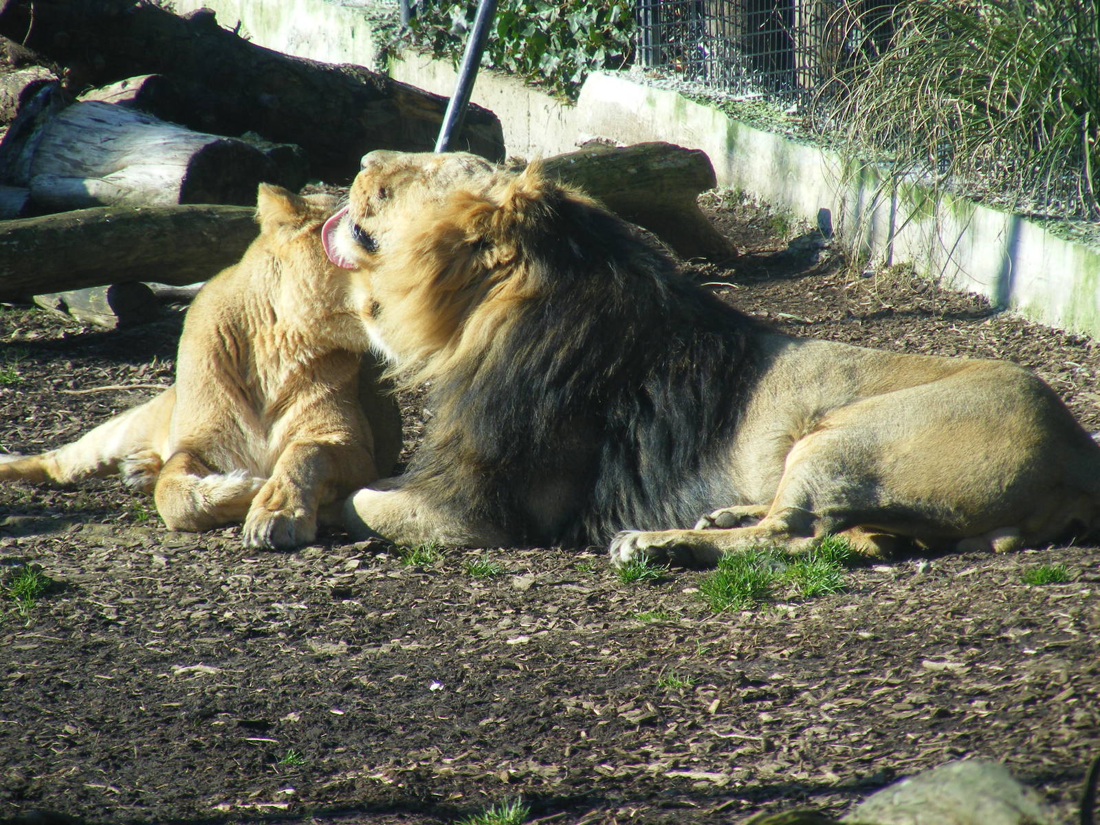 Kalinga and Ashok the Asiatic lions at Chessington Zoo, 7 March 2010