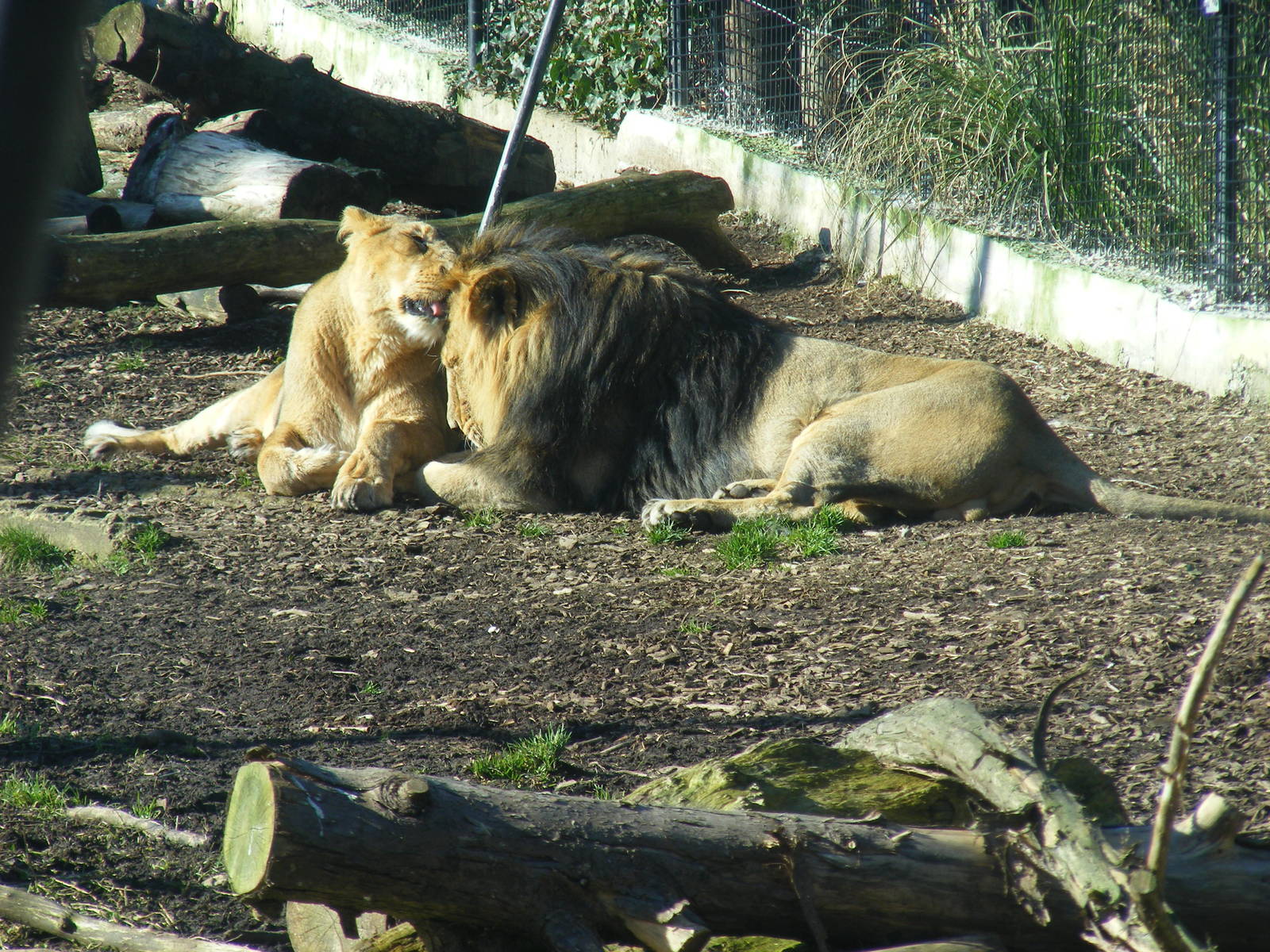 Kalinga and Ashok the Asiatic lions at Chessington Zoo, 7 March 2010