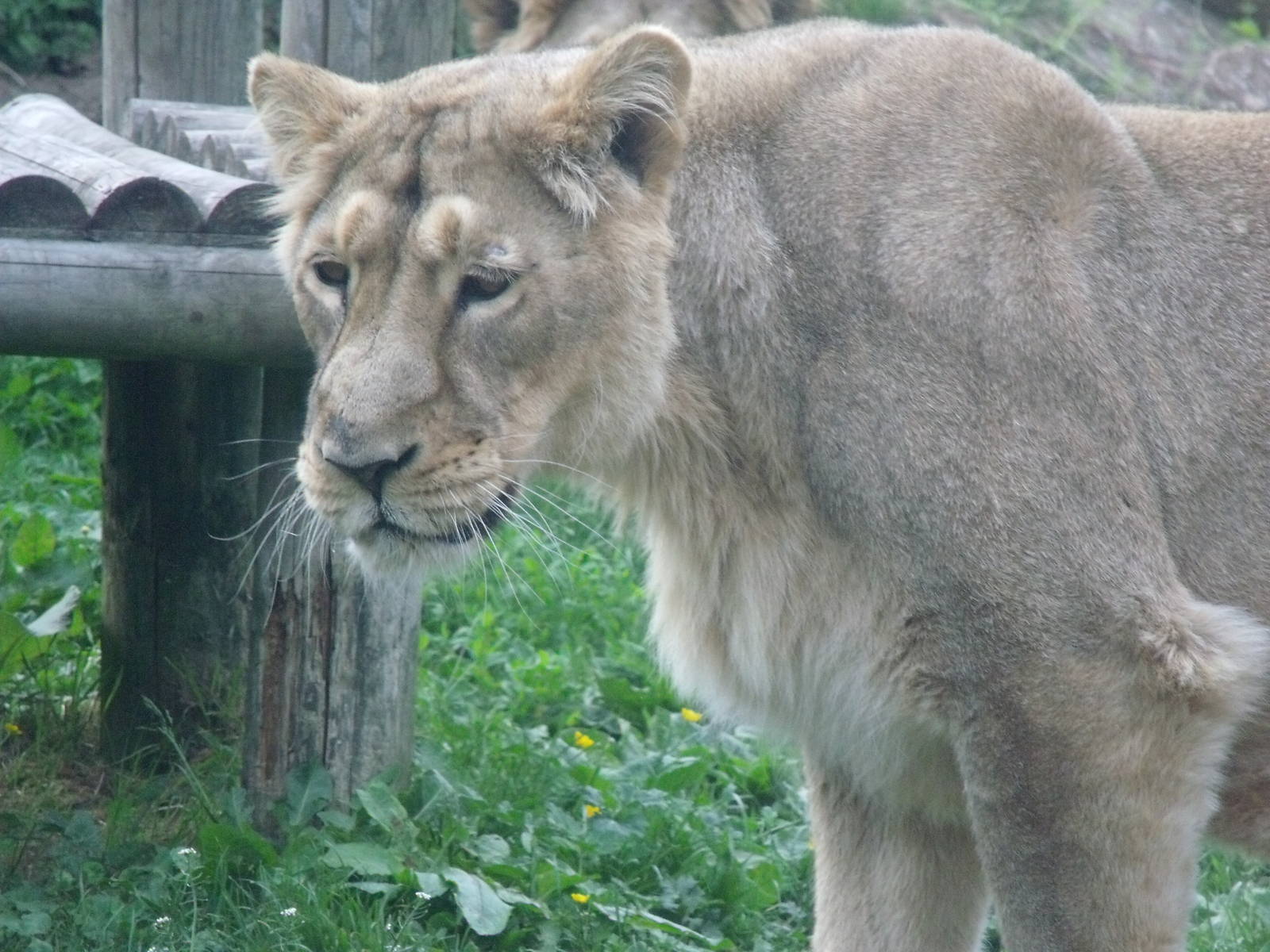 Kalinga Asiatic Lion