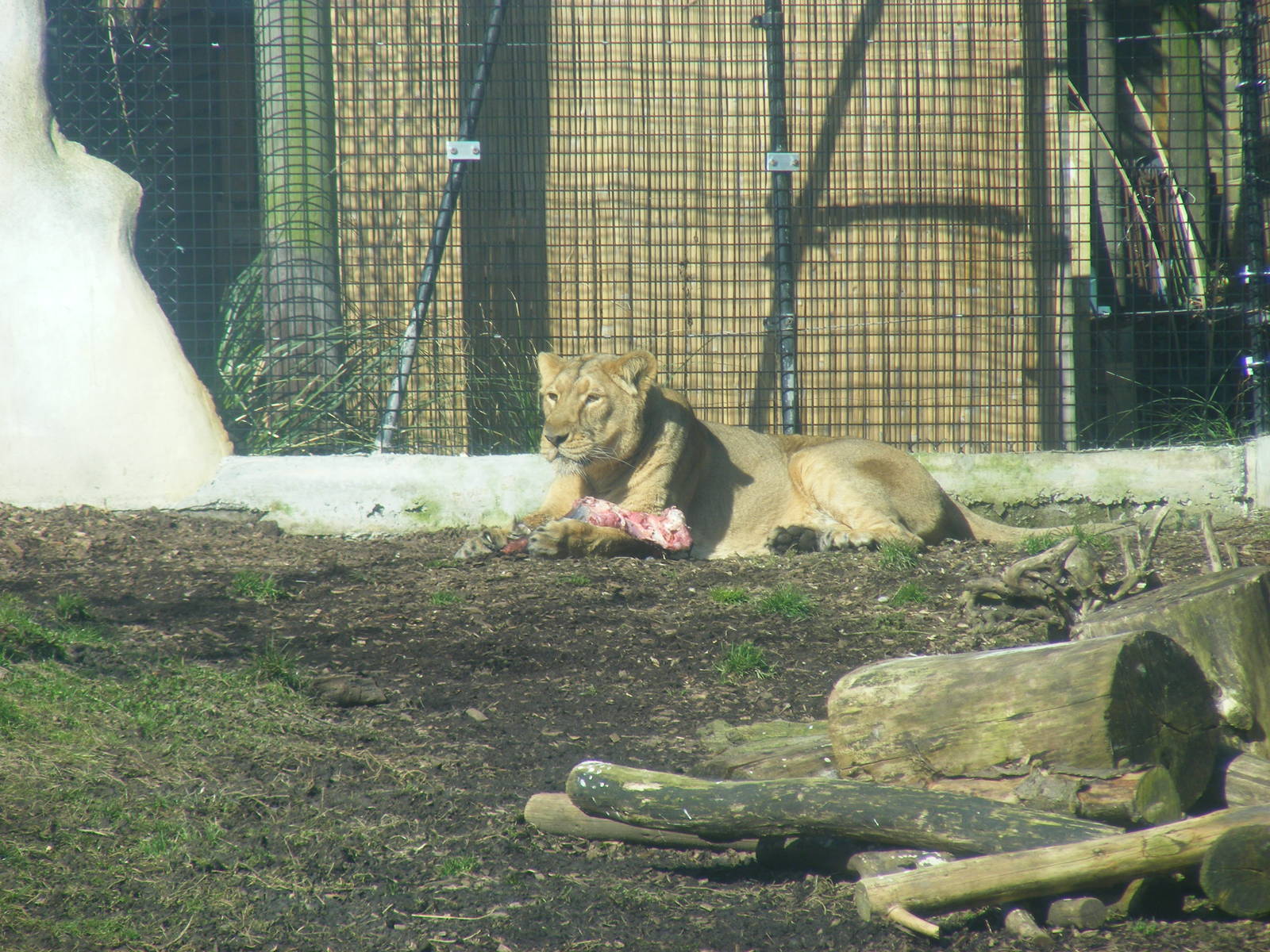Kalinga the Asiatic lion at Chessington Zoo, 7 March 2010