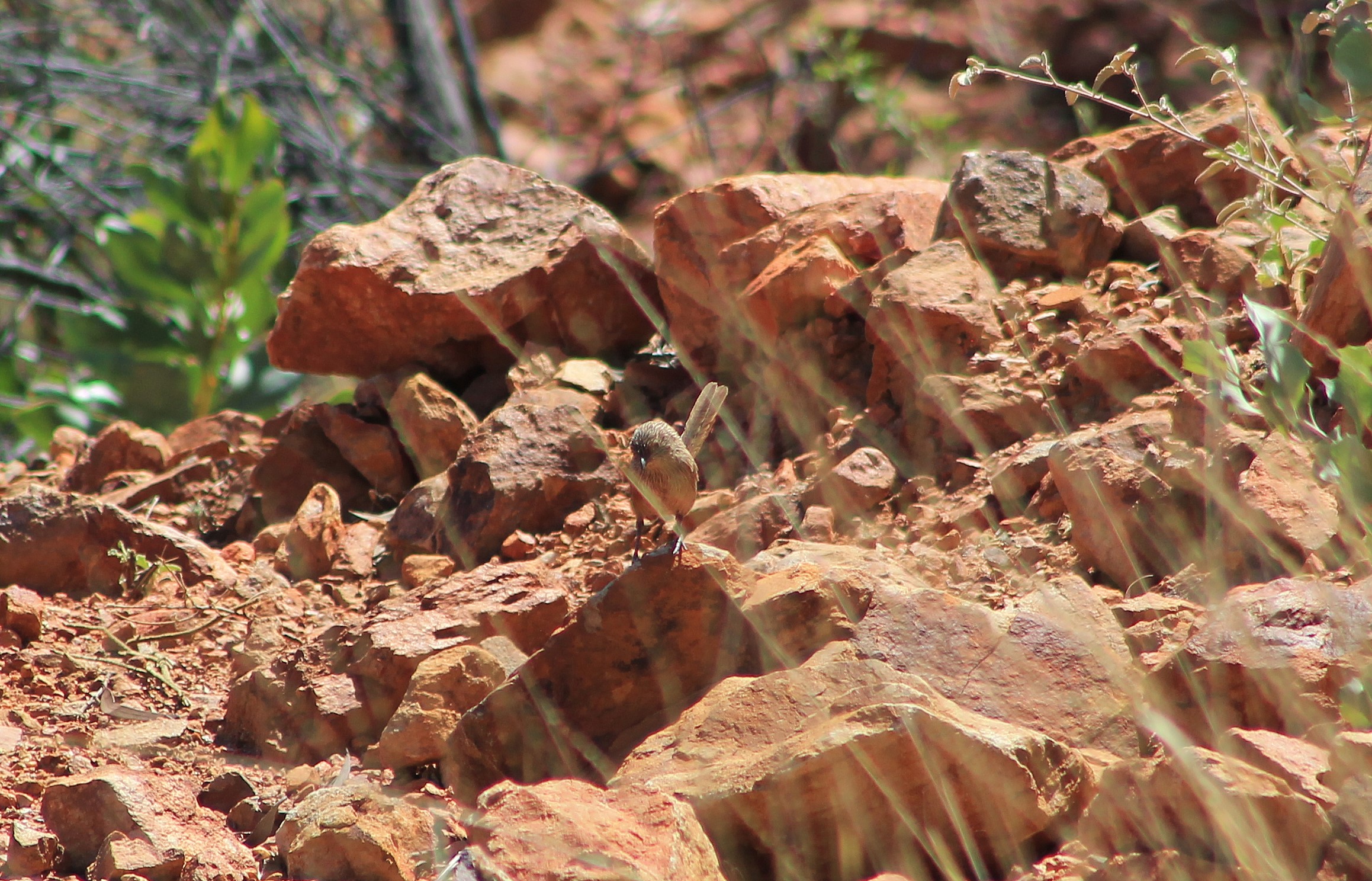 Kalkadoon Grasswren (Amytornis ballarae)