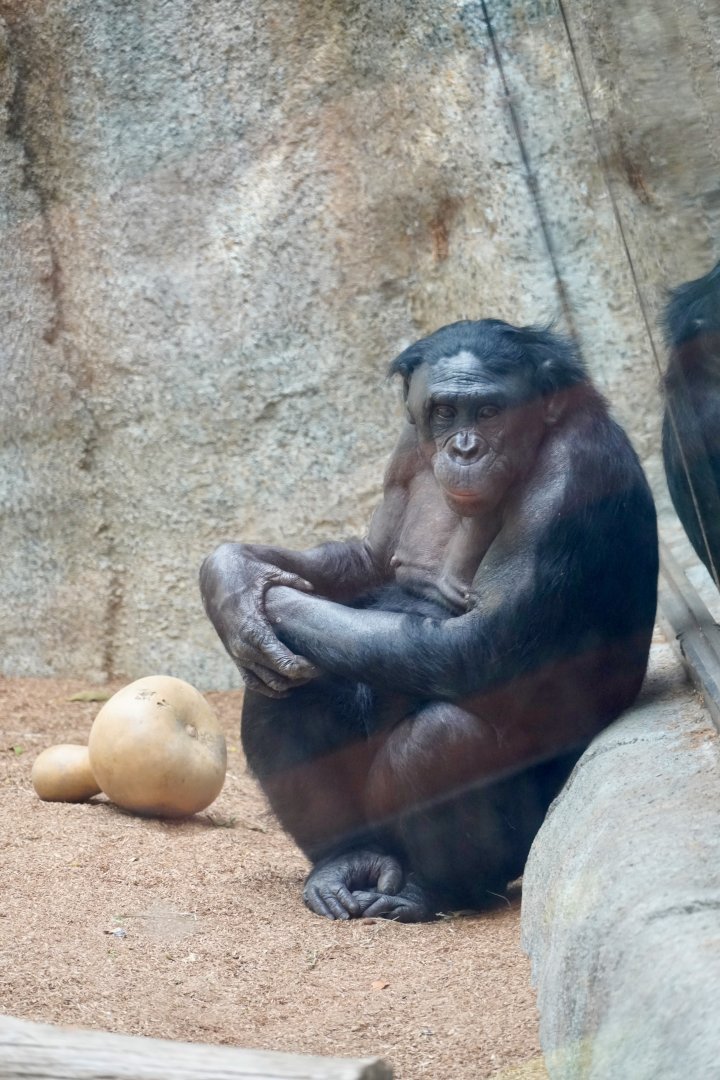 Kalli Bonobo