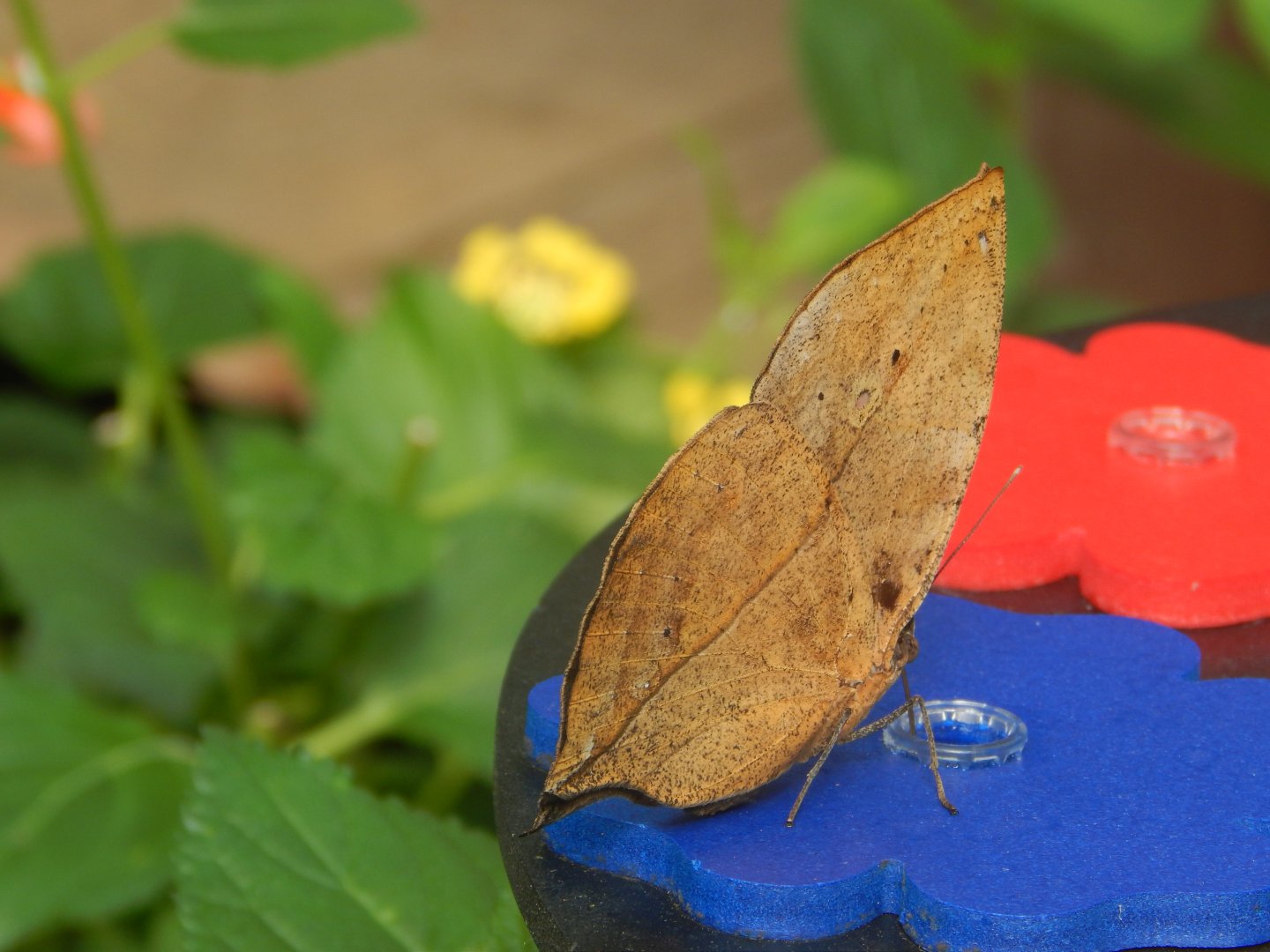 Kallima inachus(?) in Butterfly Journey