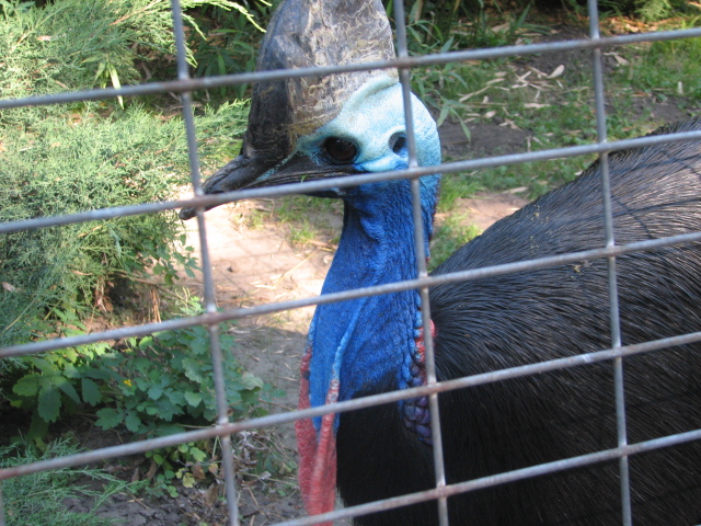 Kálmán the cassowary