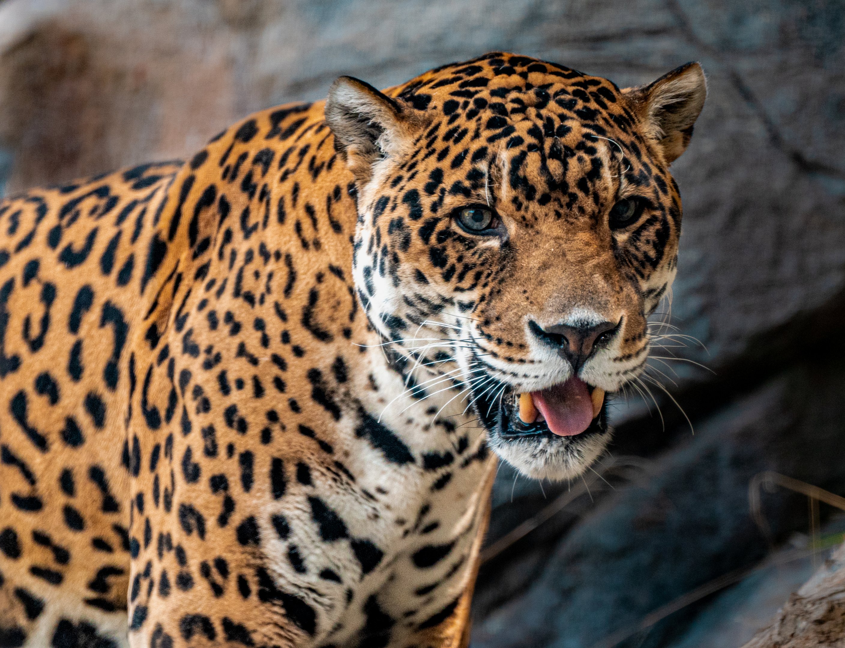 Kaloa the Jaguar